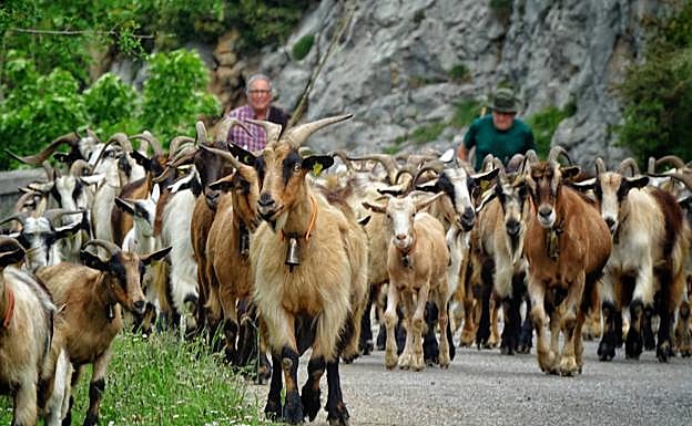 Galería . La reciella vuelve a los Picos de Europa