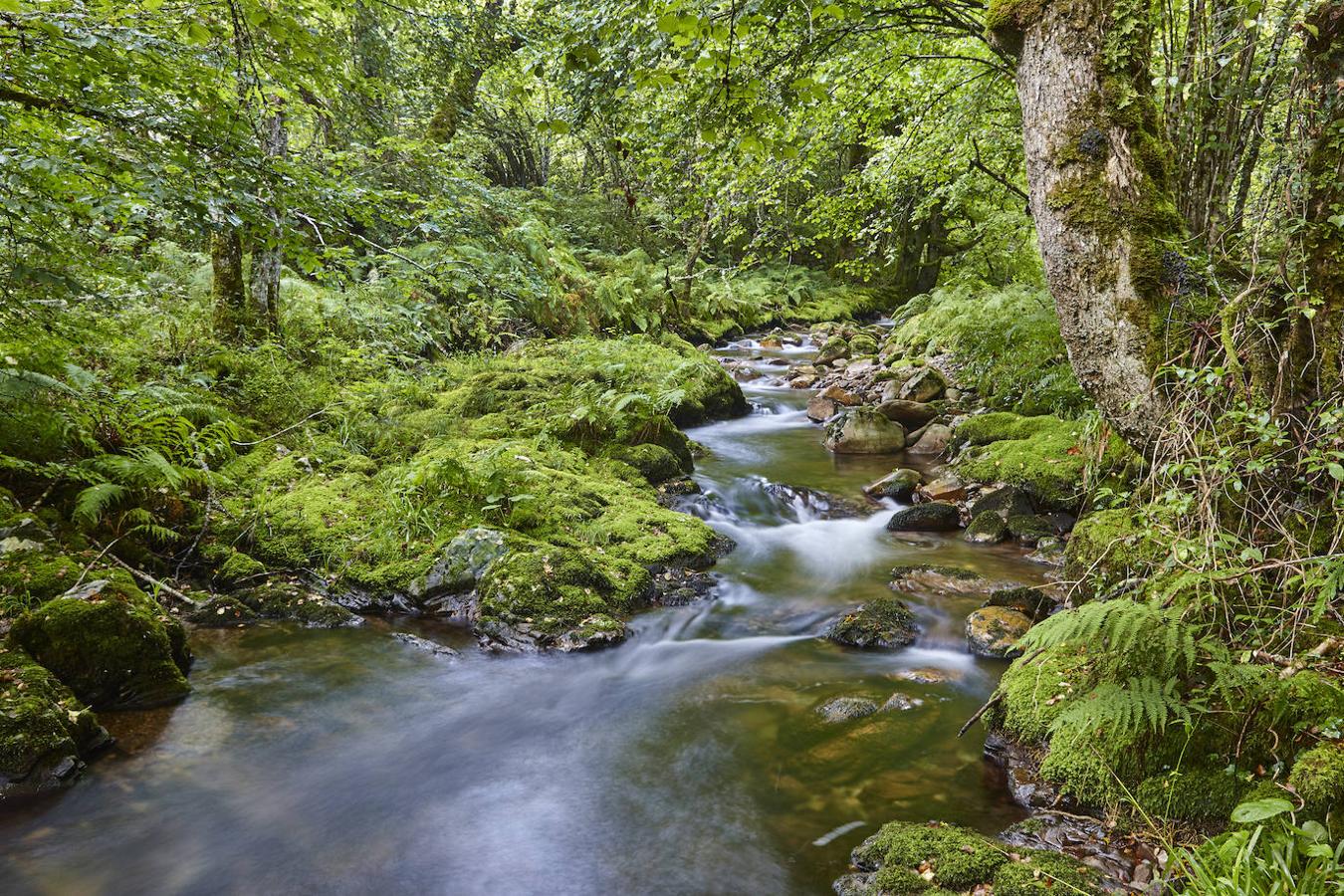 Bosque de Muniellos.