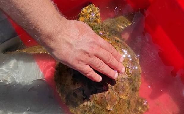 Imagen de la tortuga rescatada