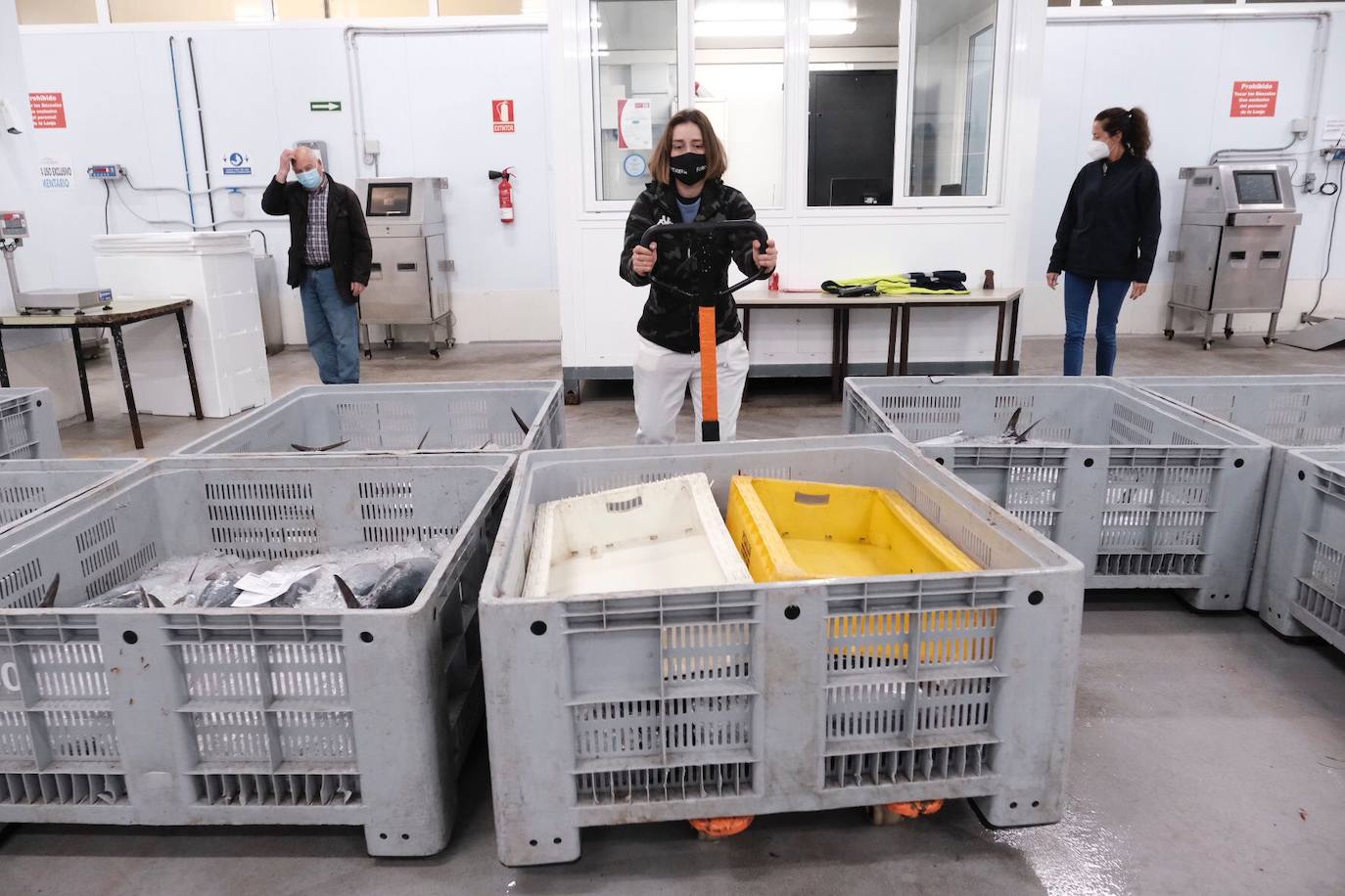 El primer bonito subastado en la lonja de Gijón esta temporada ha alcanzado un precio de 12,99 euros. Como ya ocurriera los últimos años, fue el pesquero con base en Bermeo 'María Digna Dos' el que descargó las primeras tinas. 