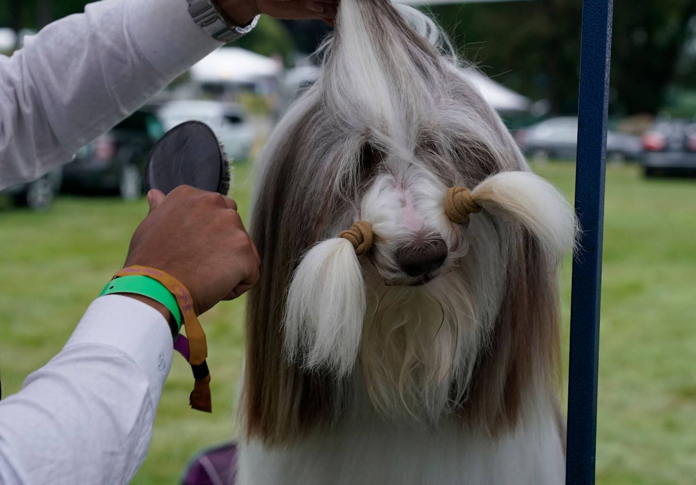 La Gran Manzana acogió la 145 Exposición Canina Anual del Westminster Kennel Club. El ganador, un pequinés apodado 'Wasabi' que enamoró al jurado con su abundante melena. Para su preparación, planchas de pelo, cepillos caradadores, polvos talco y sprays para dar volumen, se convierten en los perfectos aliados de los dueños que quieren que su mascota sea el centro de todas las miradas.