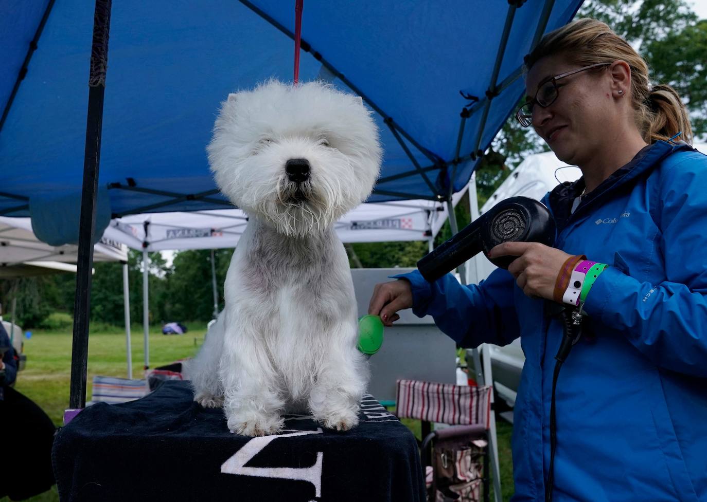 La Gran Manzana acogió la 145 Exposición Canina Anual del Westminster Kennel Club. El ganador, un pequinés apodado 'Wasabi' que enamoró al jurado con su abundante melena. Para su preparación, planchas de pelo, cepillos caradadores, polvos talco y sprays para dar volumen, se convierten en los perfectos aliados de los dueños que quieren que su mascota sea el centro de todas las miradas.