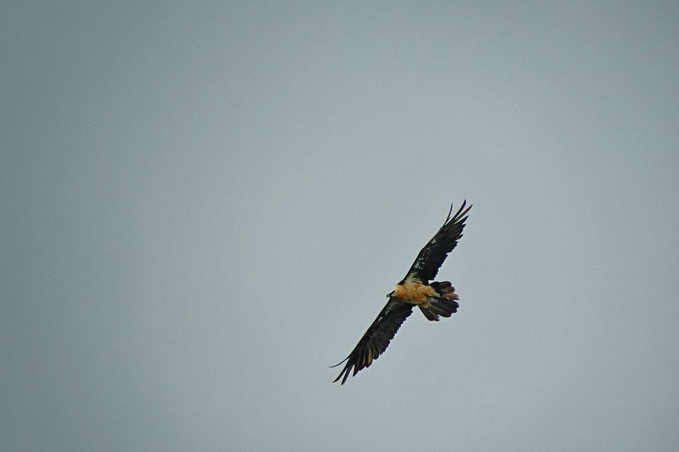 Esta hembra de quebrantahuesos pasará junto a sus compañeras 'Lucía', 'Hanna', 'Aurora' y 'Dries' un último periodo de aclimatación en los jaulones de Picos para ser a continuación liberadas. Nacieron en cautividad y fueron cedidas por el Gobierno de Aragón. La población alcanza ya los treinta ejemplares liberados