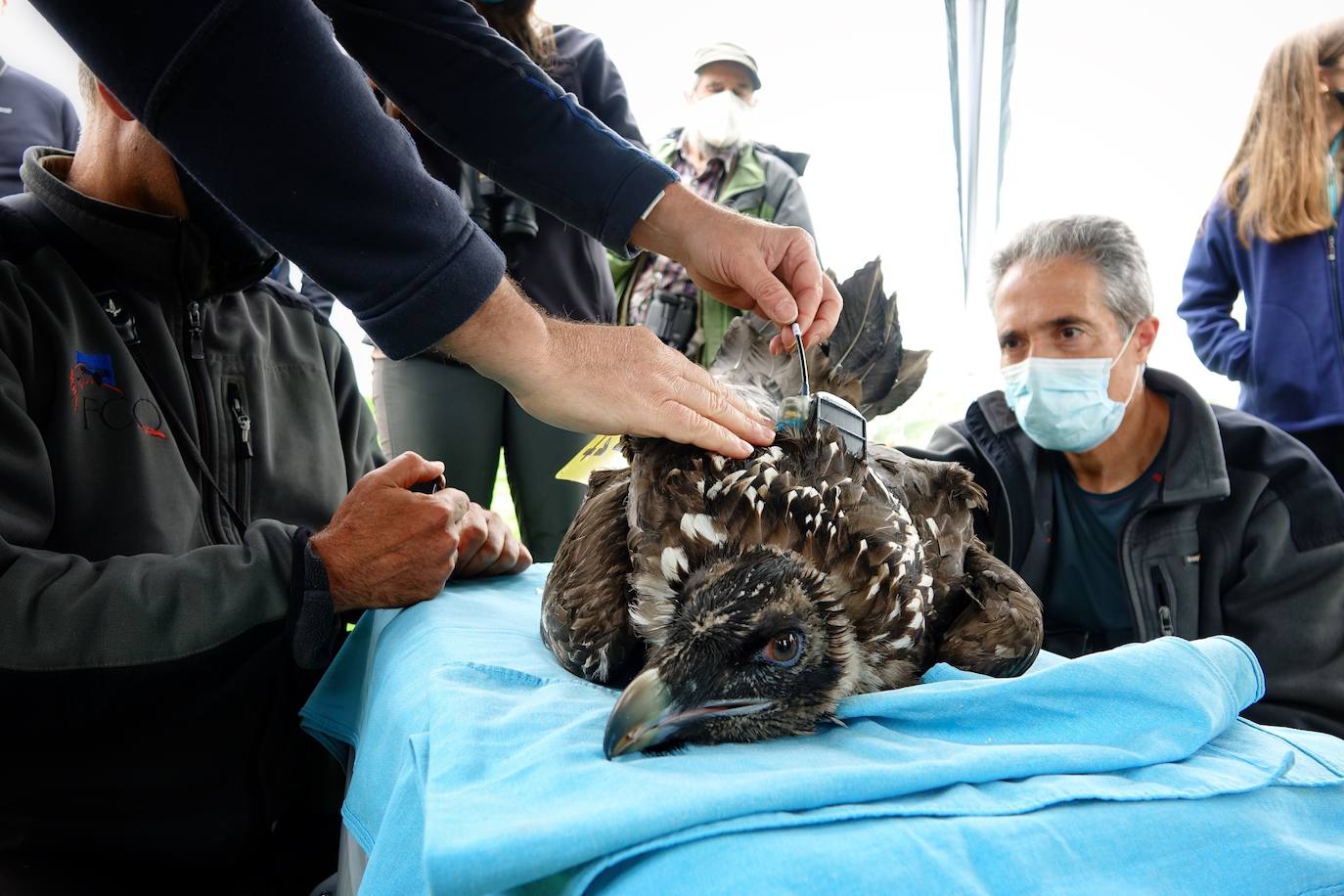 Esta hembra de quebrantahuesos pasará junto a sus compañeras 'Lucía', 'Hanna', 'Aurora' y 'Dries' un último periodo de aclimatación en los jaulones de Picos para ser a continuación liberadas. Nacieron en cautividad y fueron cedidas por el Gobierno de Aragón. La población alcanza ya los treinta ejemplares liberados