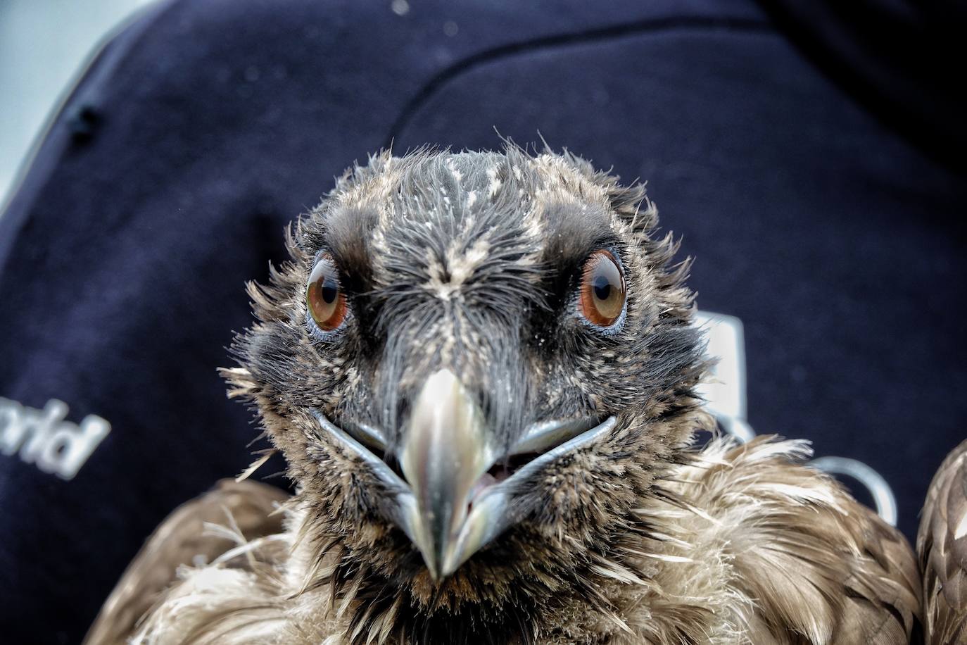 Esta hembra de quebrantahuesos pasará junto a sus compañeras 'Lucía', 'Hanna', 'Aurora' y 'Dries' un último periodo de aclimatación en los jaulones de Picos para ser a continuación liberadas. Nacieron en cautividad y fueron cedidas por el Gobierno de Aragón. La población alcanza ya los treinta ejemplares liberados