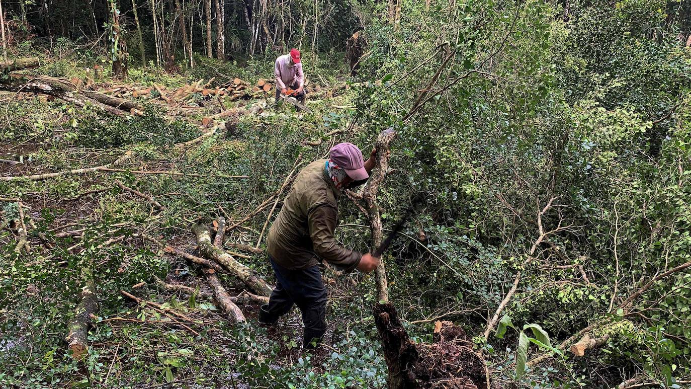 Los campesinos cubanos del Parque Nacional Ciénaga de Zapata, en Cuba, elaboran carbón vegetal con los mismos métodos y utensilios que sus antepasados, pero replantando árboles cortados.