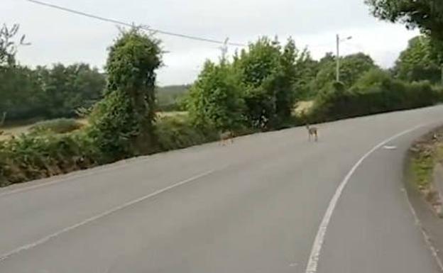 Vídeo | Dos corzos se pasean por La Providencia en Gijón