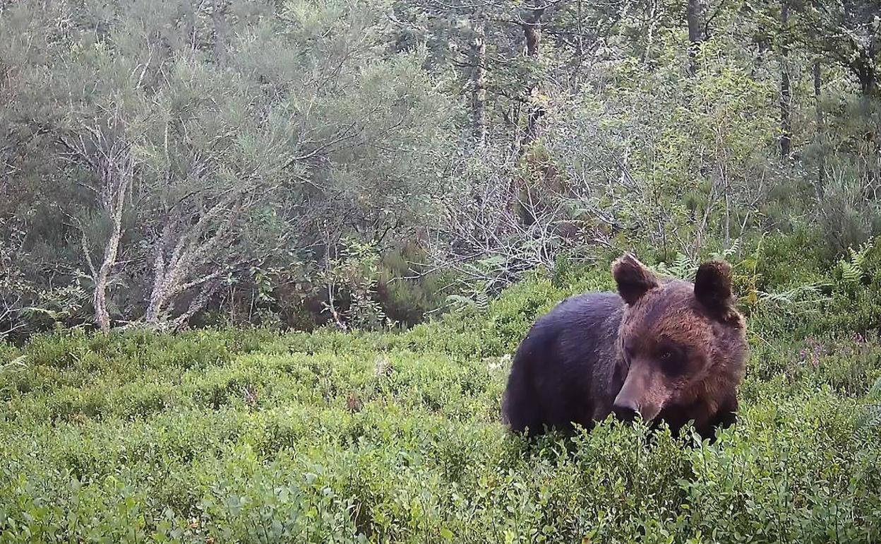 Asturias mejorará el control de los osos habituados al ser humano
