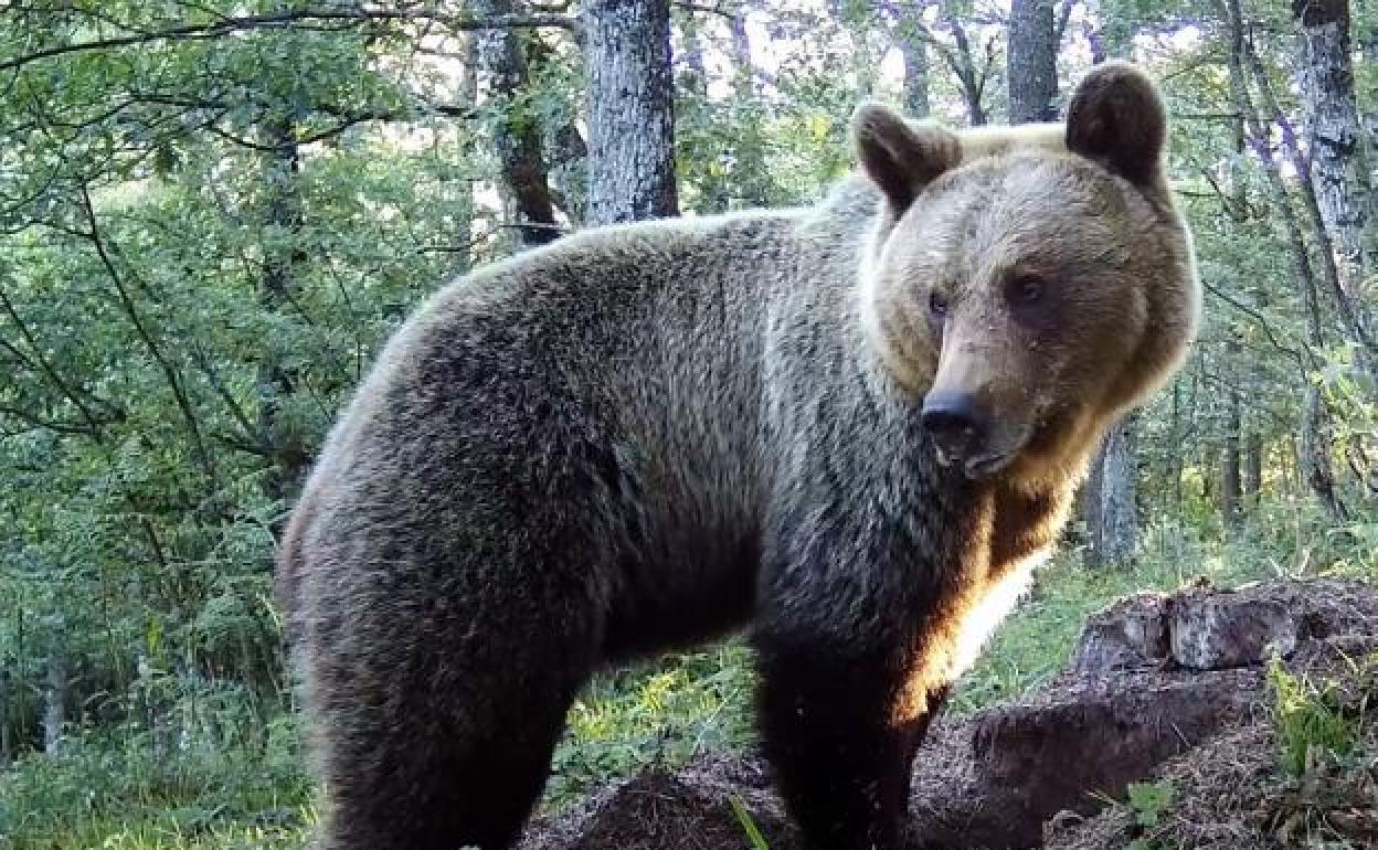 Un ejemplar hembra de oso pardo cantábrico, captado por una cámara oculta en Quirós 