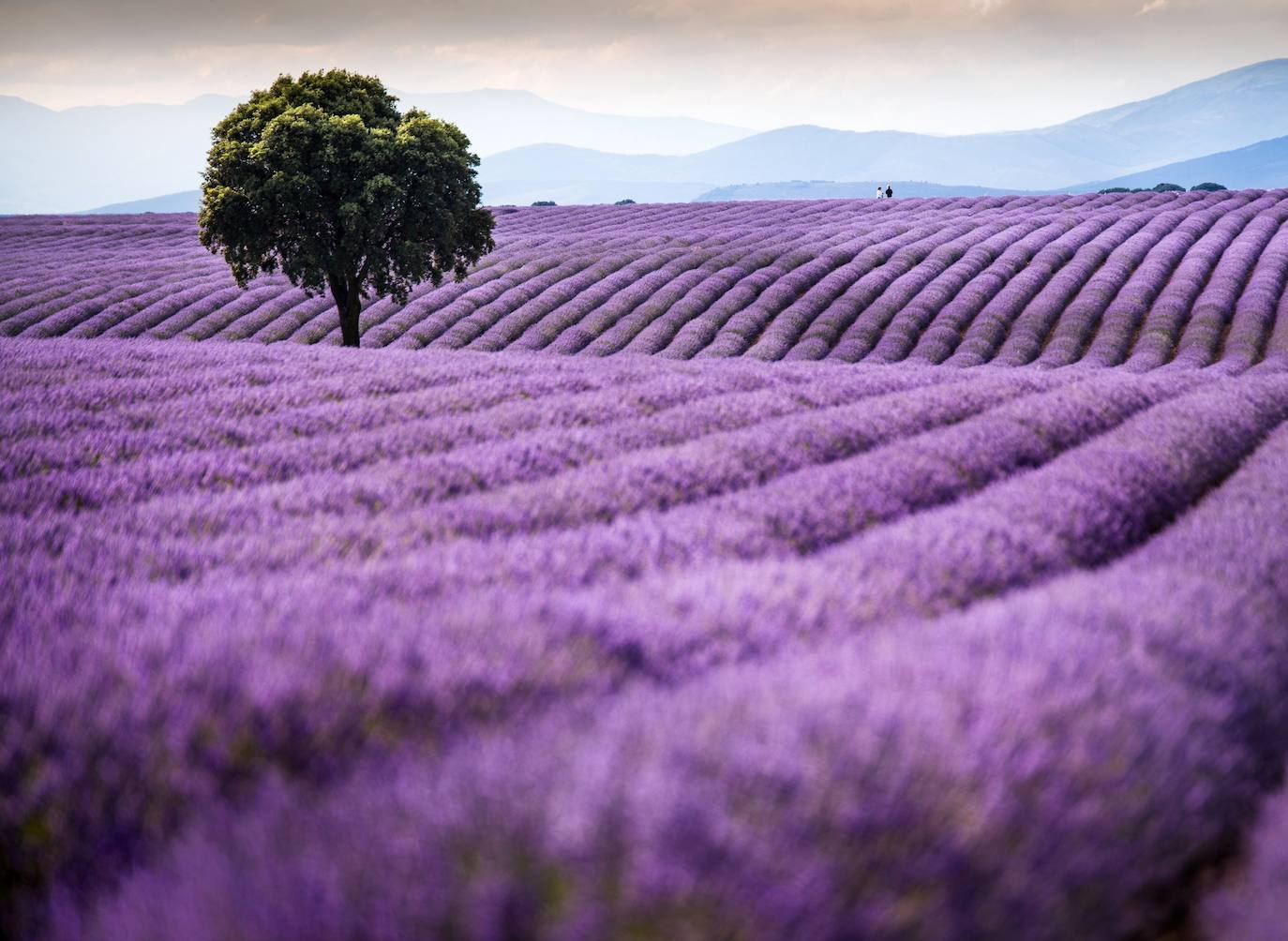 Como cada mes de julio, los campos de Brihuega (La Alcarria, Guadalajara) ofrecen un espectacular paisaje teñido de morado con la floración de la planta aromática.