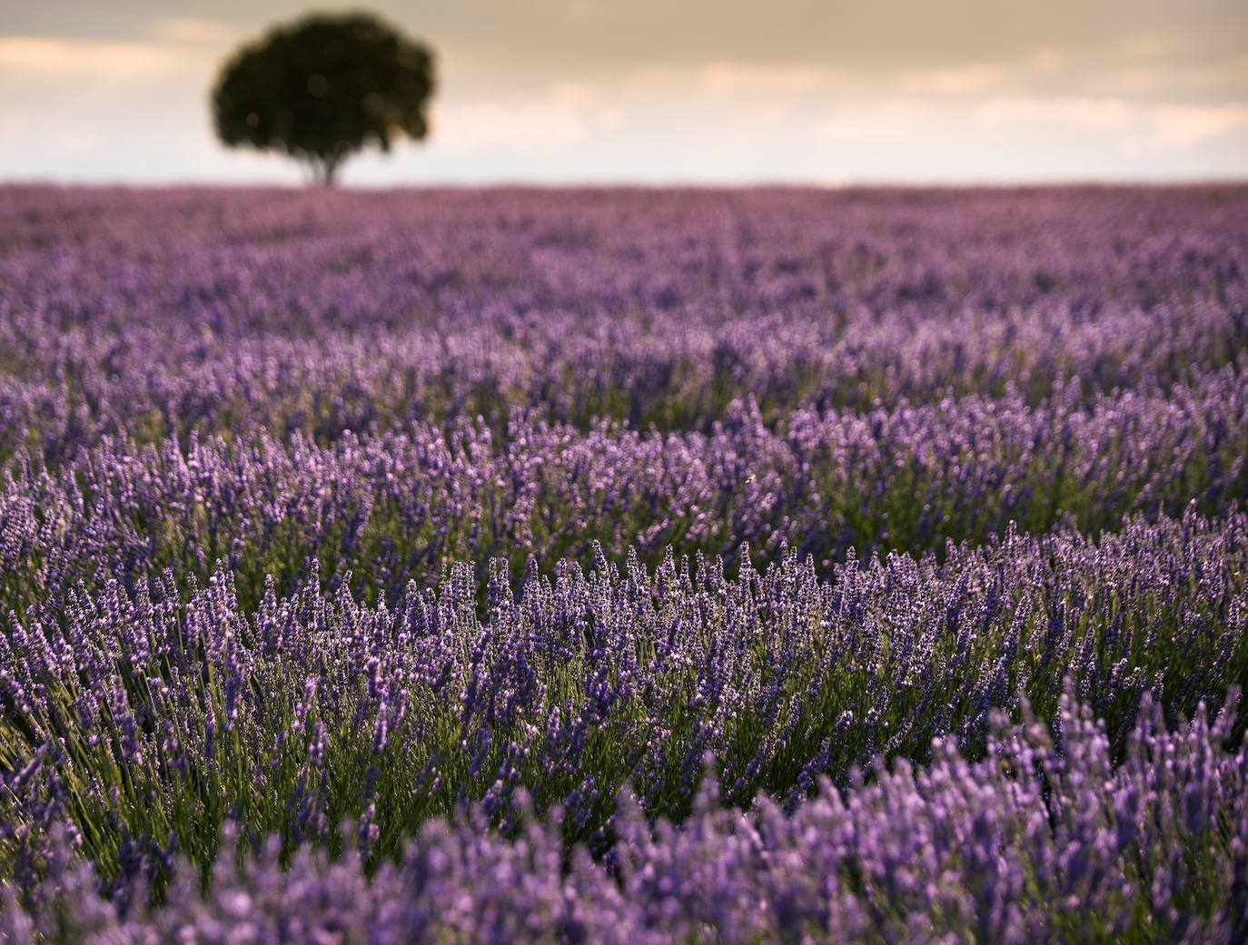 Como cada mes de julio, los campos de Brihuega (La Alcarria, Guadalajara) ofrecen un espectacular paisaje teñido de morado con la floración de la planta aromática.