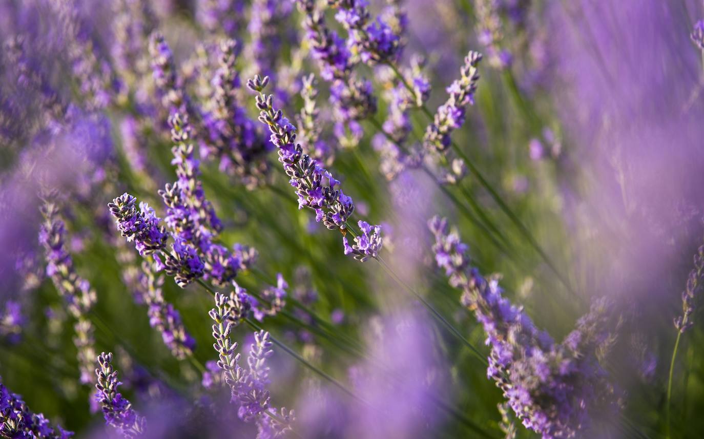 Como cada mes de julio, los campos de Brihuega (La Alcarria, Guadalajara) ofrecen un espectacular paisaje teñido de morado con la floración de la planta aromática.