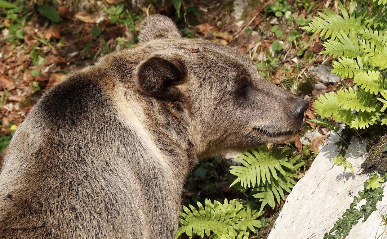 La población de osos en la cordillera supera los 300 ejemplares