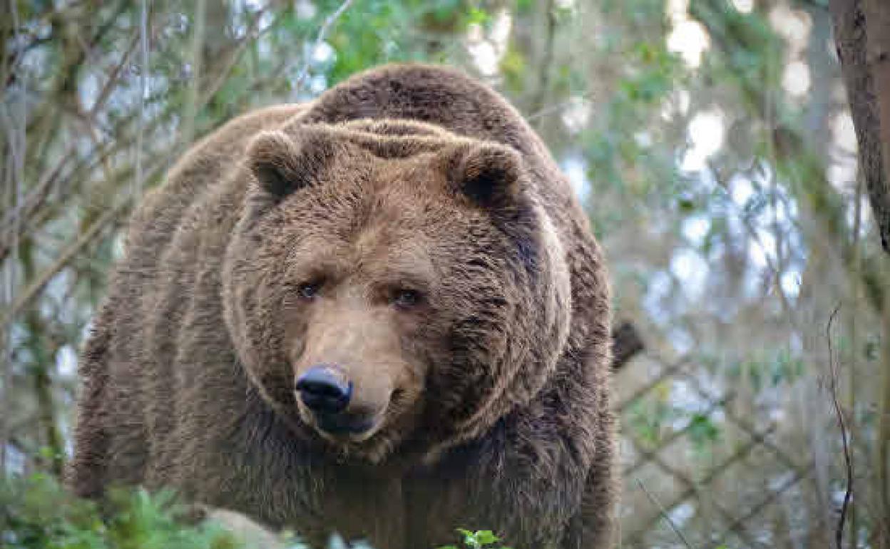 La población del oso pardo aumenta en la Cordillera Cantábrica