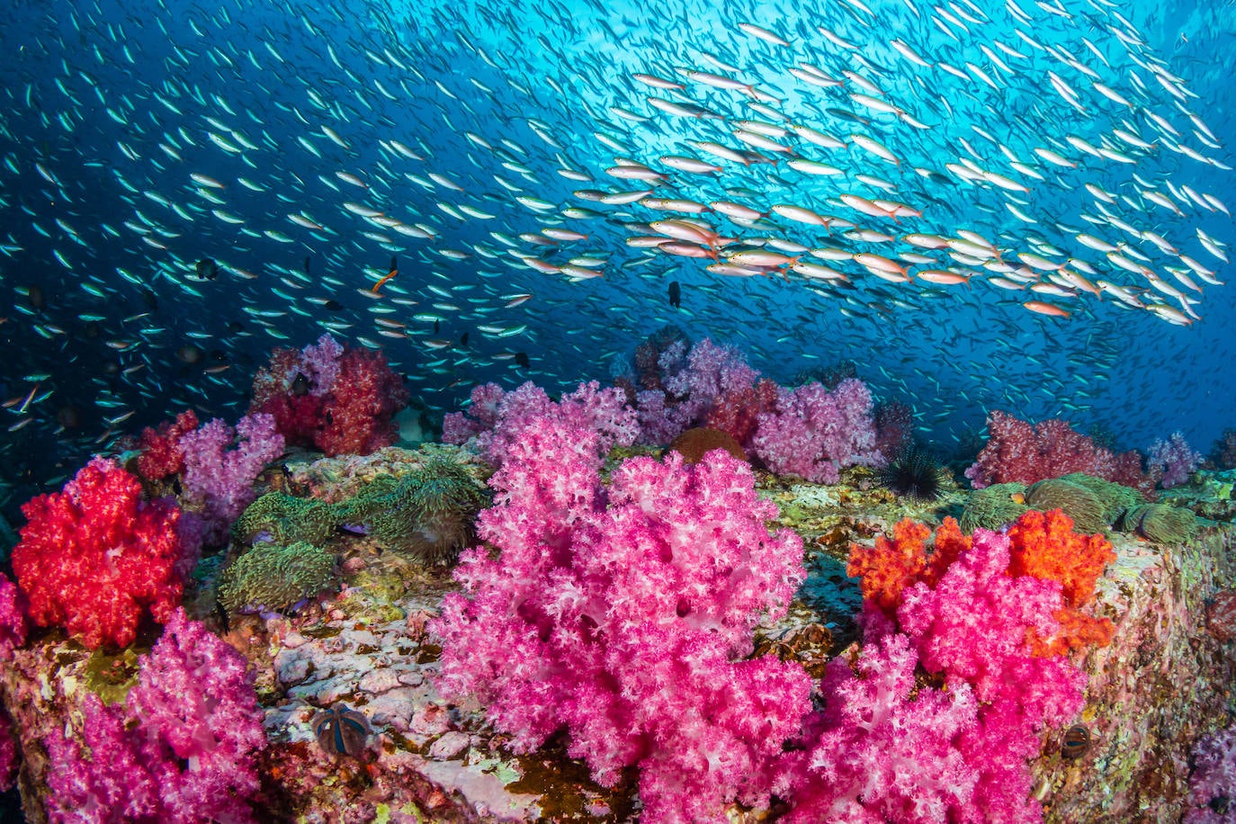 La Gran Barrera de Coral evita su inclusión en la lista del patrimonio mundial «en peligro» de la Unesco. El arrecife, que es Patrimonio Mundial desde 1981, preocupa a Naciones Unidas por el deterioro de su ecosistema debido al cambio climático. Desde el Instituto Australiano de Ciencia Marina aseguran, sin embargo, que los corales están actualmente en «una ventana de recuperación» tras una década de deterioro por las altas temperaturas del agua y los ciclones.