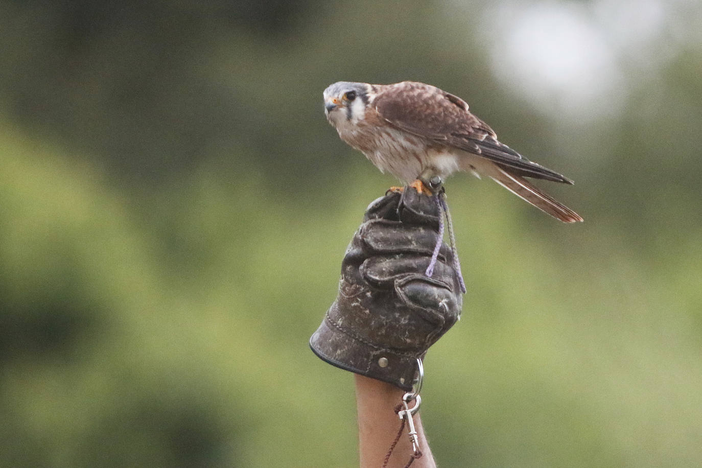 Anoche tuvo lugar la primersa sesión de Nocturnia, donde las aves rapaces ofrecieron una visita guiada a los turistas, además de una velada informativa donde los distintos búhos del grupo Aviar brillaron con luz propia bajo la atenta mirada de los espectadores. Además, durante la velada los asistentes tuvieron la ocasión de aprende run poco más sobre las costumbres y hábitos de las aves rapaces, así como los motivos por los que estas se encuentran en riesgo de extinción debido a la acción humana y el cambio climático. Una noche mágica que enseña la importancia del medioambiente.