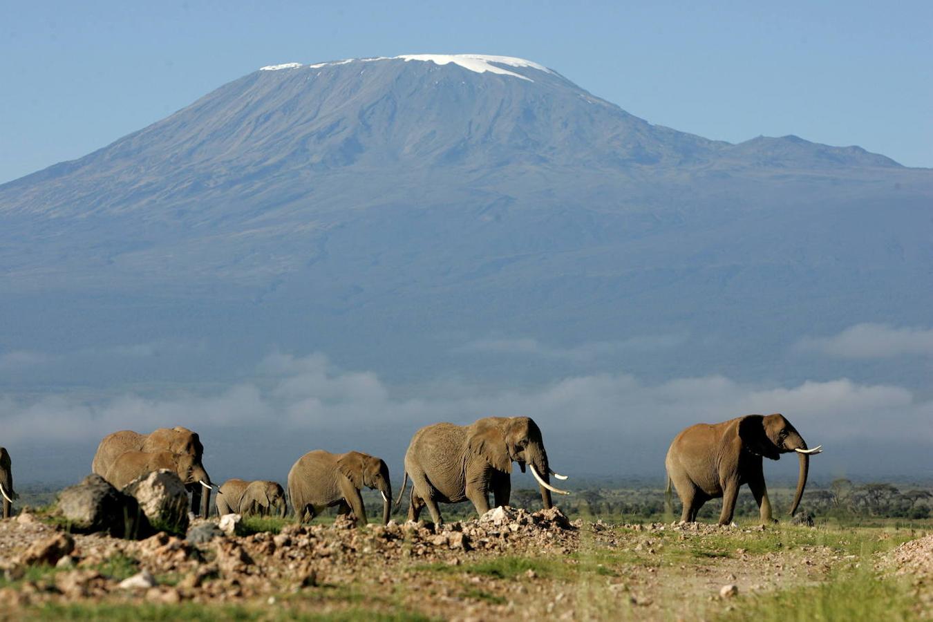 Kilimanjaro: Esta montaña situada al noroeste de Tanzania, se encuentra formada por tres volcanes activos: el Shira, el Mawenzi y el Kibo. La lava expulsada por el cráter de Shira, era poco viscosa por lo que se desplazó lo suficiente para formar la base del macizo con pendientes más suaves, mientras que la alta viscosidad del Mawenzi y el Kibo dieron al conjunto más altura, configurando una montaña con mayores pendientes como el actual Kilimanjaro.