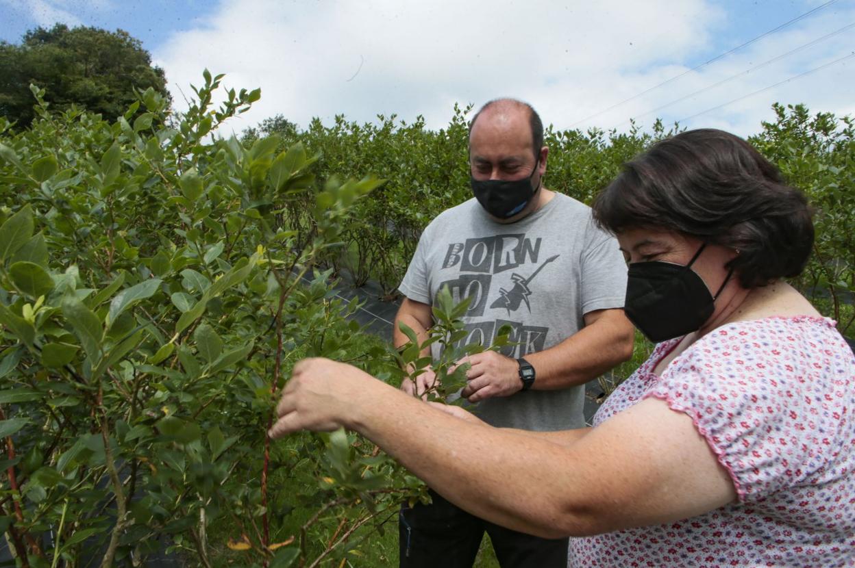 María José Camino enseña los daños que ocasionó la granizada en su plantación de El Remedio. 