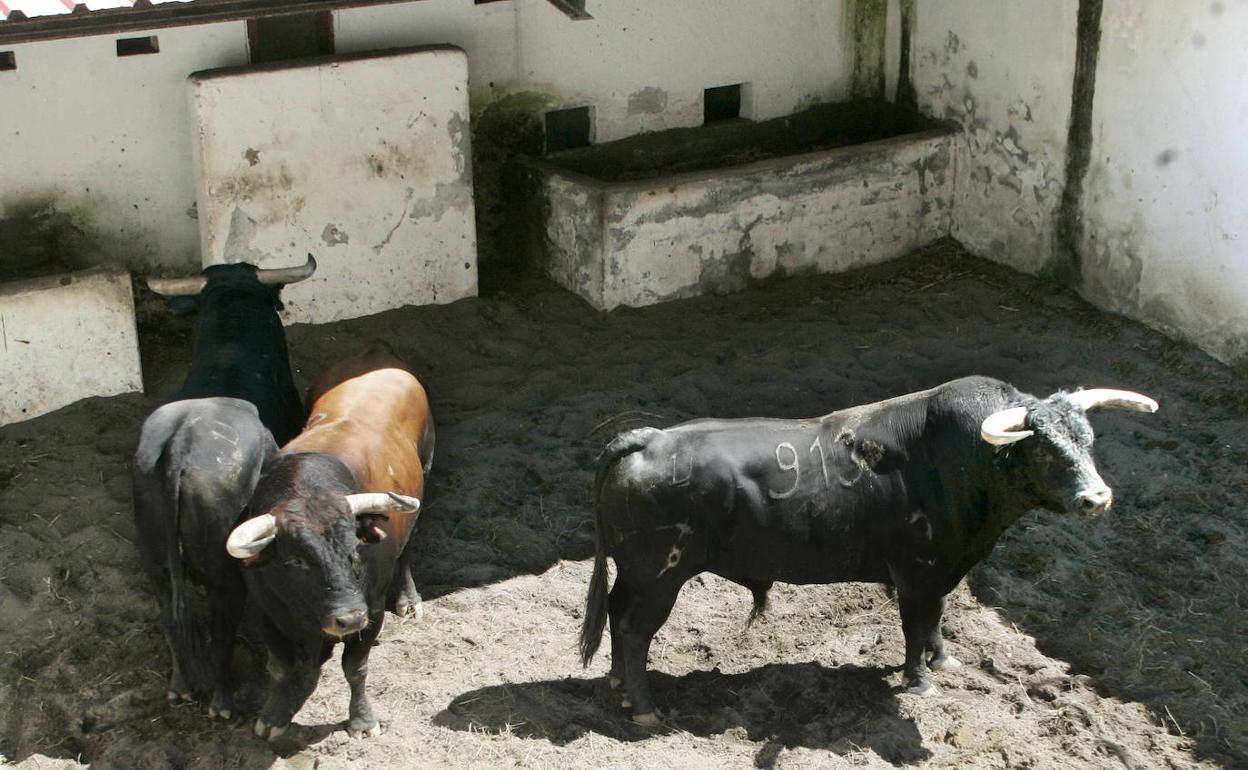 Pacma acusa el Consistorio cangués de permitir «la tortura de animales»
