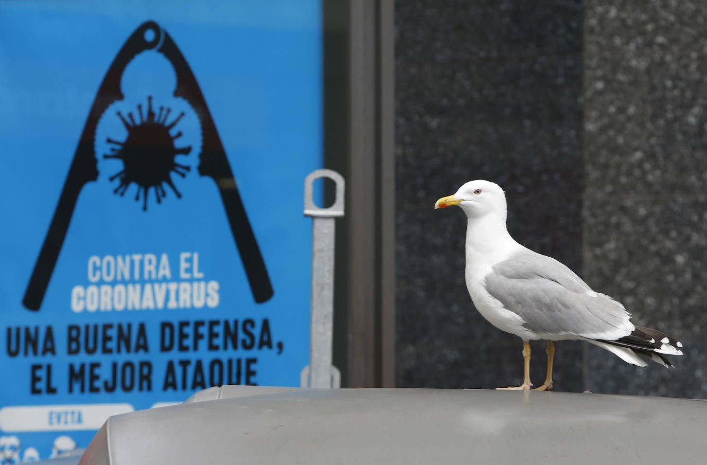 Estas son algunas de las instantaneas más sorprendentes que nos ha dejado en Asturias la 'nueva normalidad'. En esta primera imagen, una gaviota junto a un cartel publicitario 'contra el coronavirus'