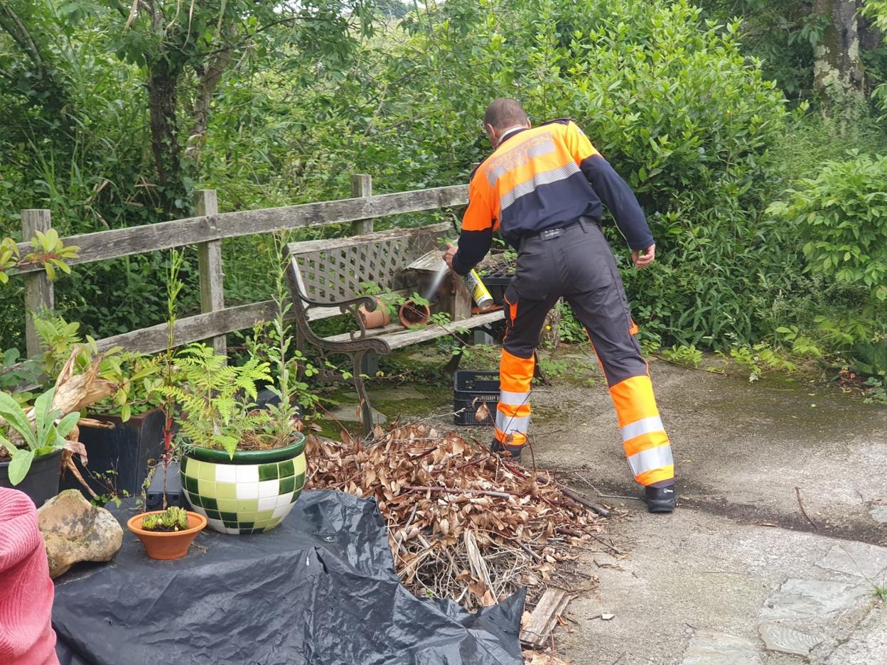 Un voluntario de Protección Civil elimina un nido de avispa asiática. 