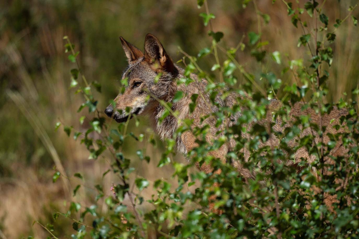 Hay un lugar en plena Sierra de la Culebra (Zamora) dedicado única y exclusivamente al estudio del lobo ibérico. Se trata de un centro ubicado muy cerca de Puebla de Sanabria que está abierto al público y cada vez recibe más visitantes curiosos que quieren conocer y ver de cerca a esta especie, cuya caza se prevé que se prohíba en España en las próximas semanas. 