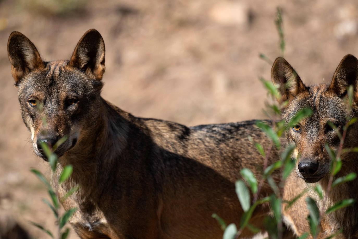 Hay un lugar en plena Sierra de la Culebra (Zamora) dedicado única y exclusivamente al estudio del lobo ibérico. Se trata de un centro ubicado muy cerca de Puebla de Sanabria que está abierto al público y cada vez recibe más visitantes curiosos que quieren conocer y ver de cerca a esta especie, cuya caza se prevé que se prohíba en España en las próximas semanas. 