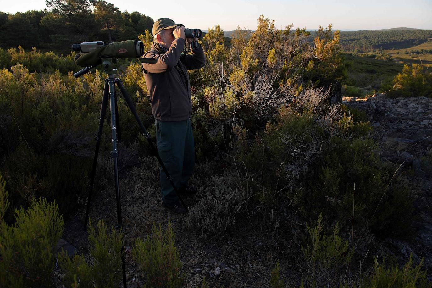 Hay un lugar en plena Sierra de la Culebra (Zamora) dedicado única y exclusivamente al estudio del lobo ibérico. Se trata de un centro ubicado muy cerca de Puebla de Sanabria que está abierto al público y cada vez recibe más visitantes curiosos que quieren conocer y ver de cerca a esta especie, cuya caza se prevé que se prohíba en España en las próximas semanas. 