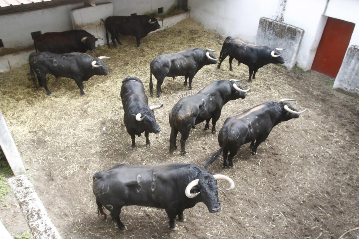 Toros de José Vázquez