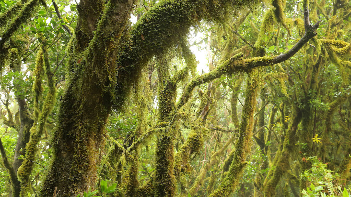 6. Garajonay, La Gomera.