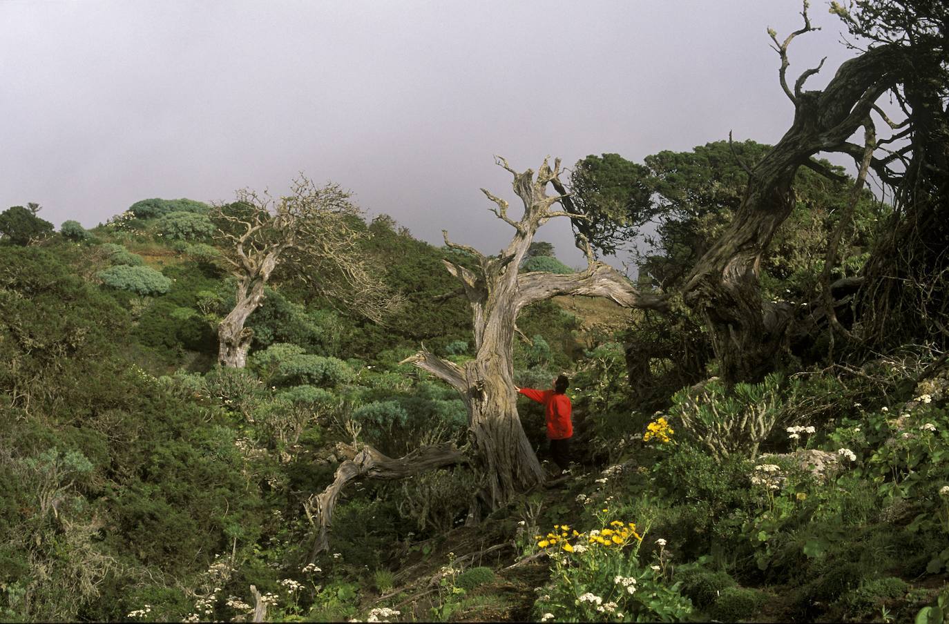 29. Sabinar de El Hierro, Islas Canarias.