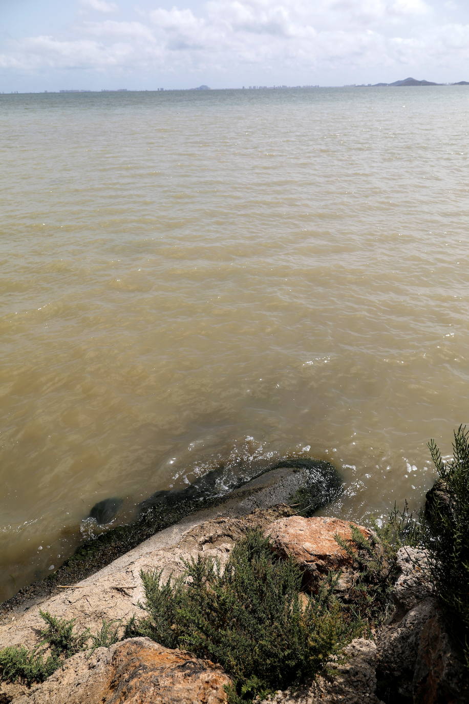 Los episodios de muertes masivas de peces delatan la degradación ecológica de la laguna murciana. Agentes del Seprona de la Guardia Civil han tomado muestras en varios puntos del Mar Menor donde han aparecido ejemplares de peces muertos desde el pasado lunes. El Gobierno regional, por su parte,mantiene un protocolo de vigilancia de agentes medioambientales en la zona sur de la laguna y realizan un control «permanente» en la zona