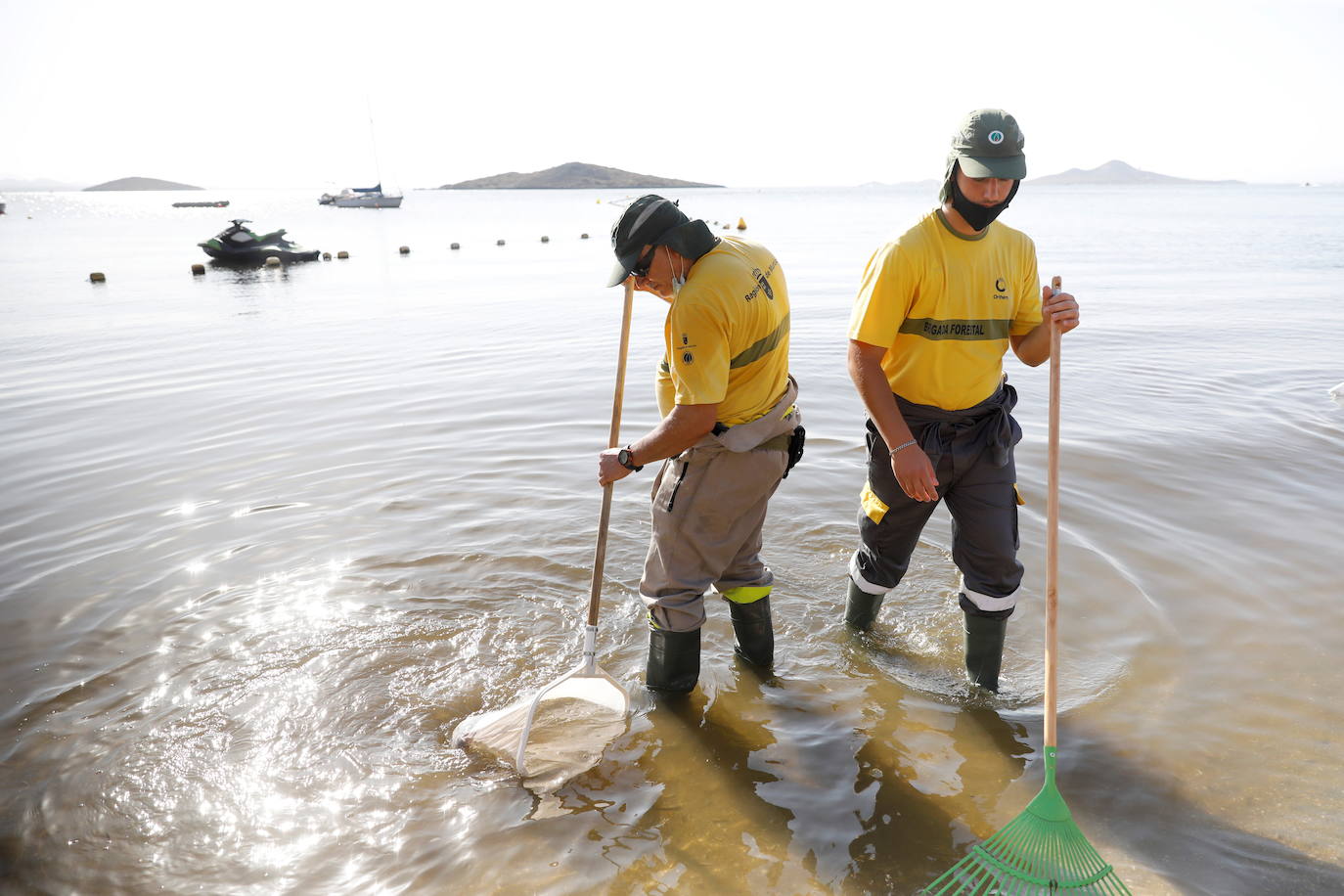Los episodios de muertes masivas de peces delatan la degradación ecológica de la laguna murciana. Agentes del Seprona de la Guardia Civil han tomado muestras en varios puntos del Mar Menor donde han aparecido ejemplares de peces muertos desde el pasado lunes. El Gobierno regional, por su parte,mantiene un protocolo de vigilancia de agentes medioambientales en la zona sur de la laguna y realizan un control «permanente» en la zona