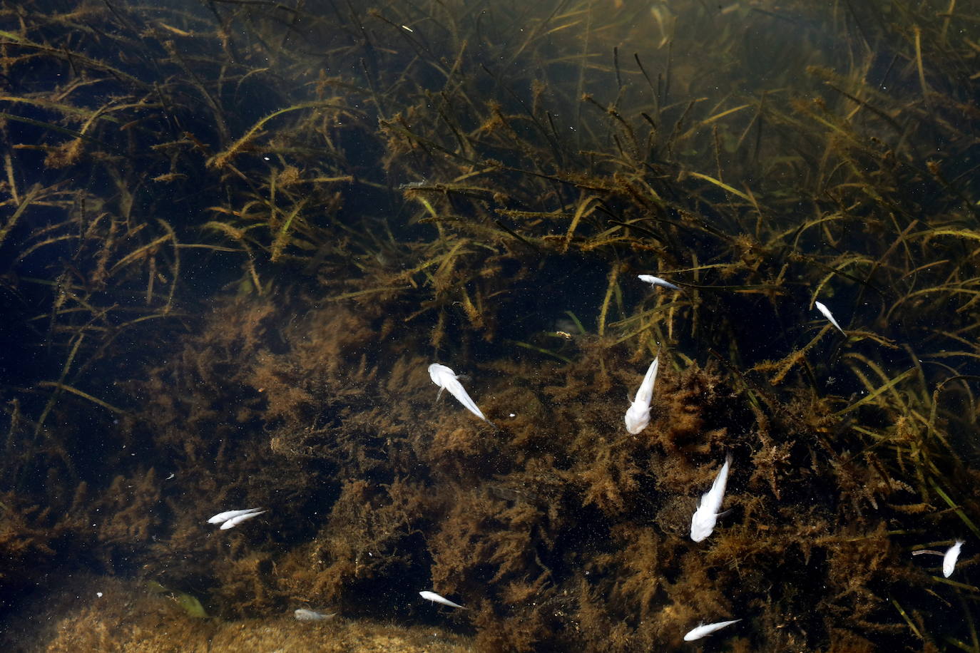 Los episodios de muertes masivas de peces delatan la degradación ecológica de la laguna murciana. Agentes del Seprona de la Guardia Civil han tomado muestras en varios puntos del Mar Menor donde han aparecido ejemplares de peces muertos desde el pasado lunes. El Gobierno regional, por su parte,mantiene un protocolo de vigilancia de agentes medioambientales en la zona sur de la laguna y realizan un control «permanente» en la zona