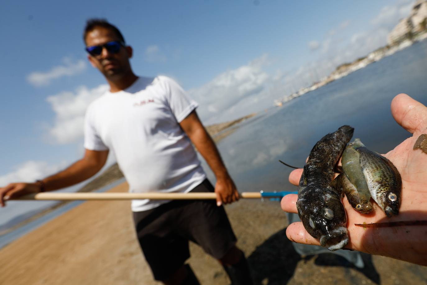 Los episodios de muertes masivas de peces delatan la degradación ecológica de la laguna murciana. Agentes del Seprona de la Guardia Civil han tomado muestras en varios puntos del Mar Menor donde han aparecido ejemplares de peces muertos desde el pasado lunes. El Gobierno regional, por su parte,mantiene un protocolo de vigilancia de agentes medioambientales en la zona sur de la laguna y realizan un control «permanente» en la zona