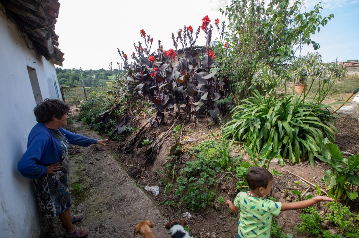 Los suidos destrozan flores y cultivos.