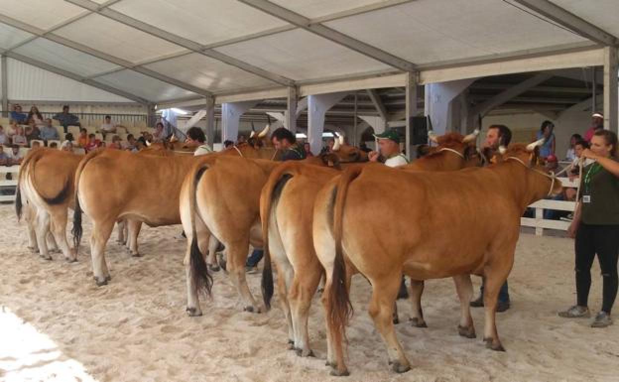 Concurso de Ganado de Tineo en 2019.