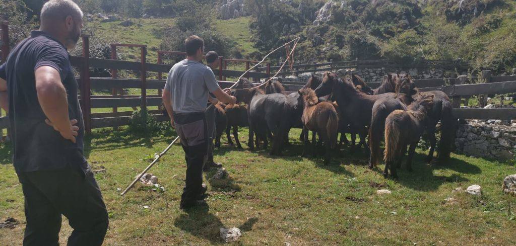 Siete nuevas potras de asturcón han sido introducidas en El Sueve para garantizar la continuidad de la raza. Los ejemplares pastarán en semilibertad. 