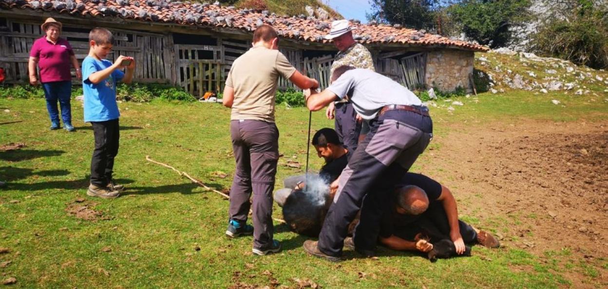 Los niños de ACAS se encargaron del marcaje, que se hace solo sobre el pelo, sin dañar al animal. 