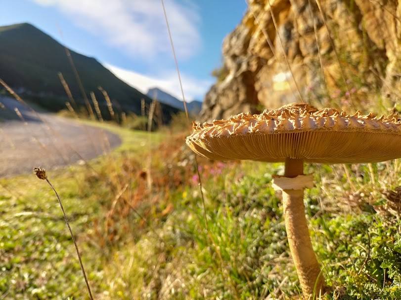 El Parque Natural de Redes cumple veinte años como Reserva de la Biosfera de la Unesco. Este título reconoce hecho de conciliar la conservación del patrimonio natural y cultural con el desarrollo sostenible de la población. 