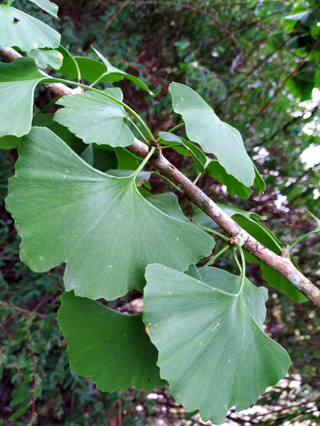 Característica forma de abanico o de mariposa del ginkgo biloba chino. En chino se le conoce como albaricoque plateado.