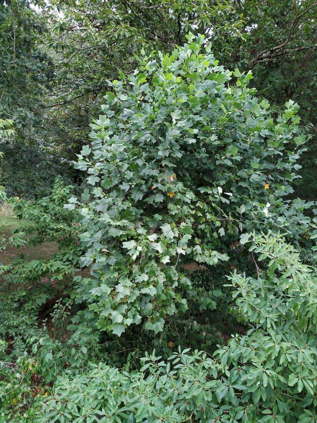 Tulipero de Virginia (Liriodendron tulipífera). El liriodendro tulipífero, originario del sur de Canadá, se caracteriza por esa inconfundible hoja de ápice truncado y su coloración amarillenta-anaranjada en otoño.