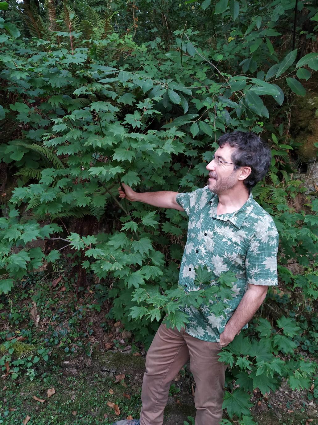 Miguel Llana Valdés, que ha construido un jardín botánico en su finca, la Viesca ‘l Rexidor, muestra su «Acer circinatum» del Pacífico, originario de Washington y Oregón.