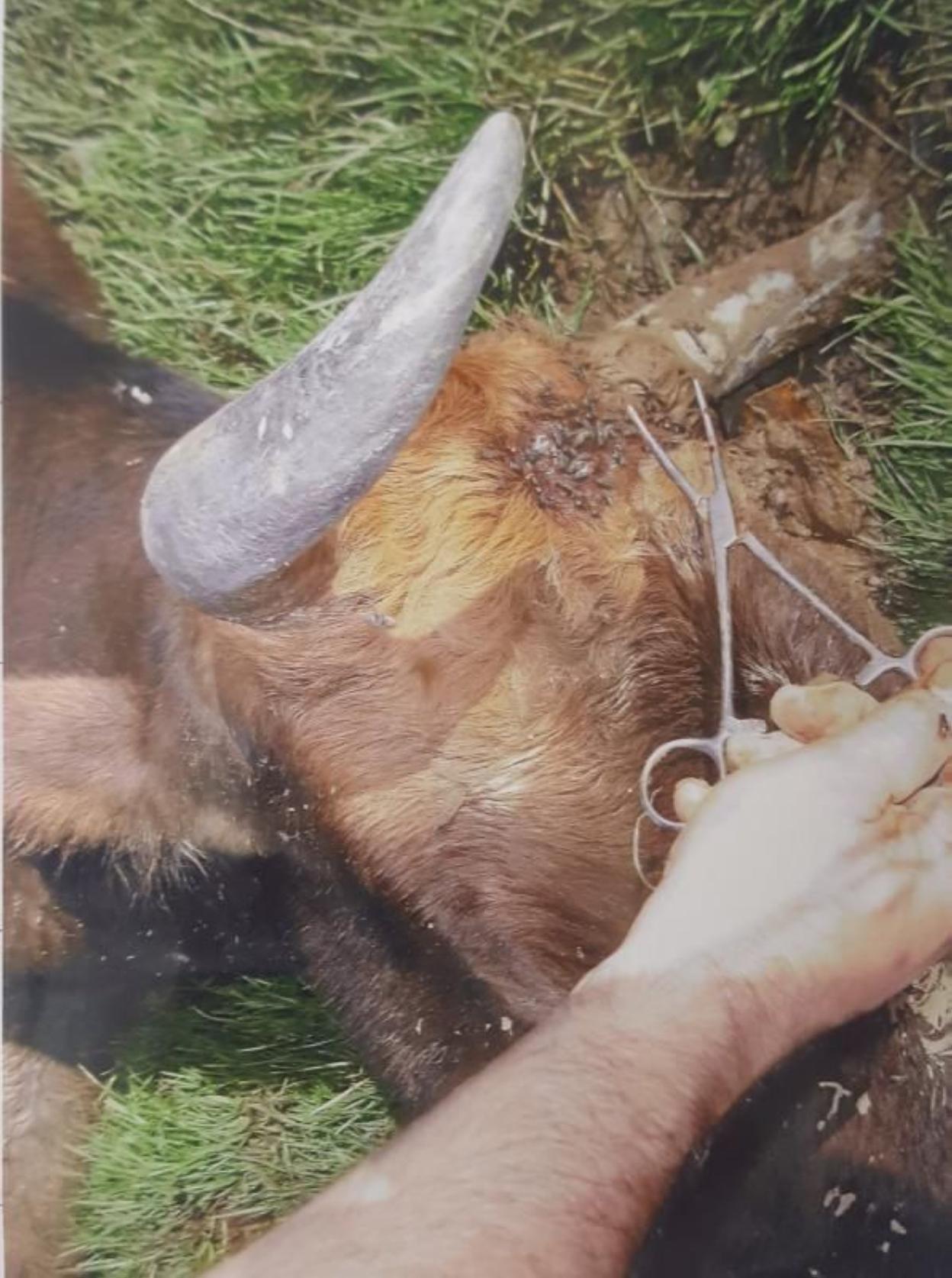 La vaca tiroteada en agosto. 