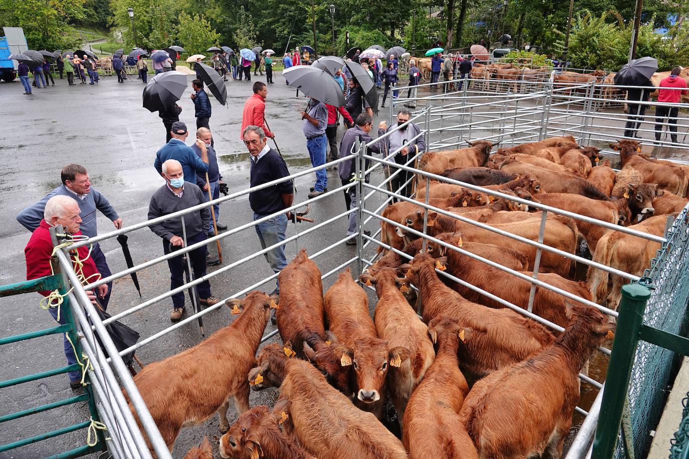 La Feria ganadera, en Benia de Onís, se ha celebrado este martes, 21 de septiembre. Los protagonistas han sido el escaso ganado y las fuertes lluvias que provocaron escasez de ventas. 