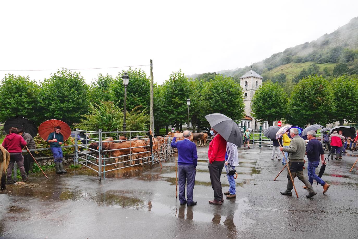 La Feria ganadera, en Benia de Onís, se ha celebrado este martes, 21 de septiembre. Los protagonistas han sido el escaso ganado y las fuertes lluvias que provocaron escasez de ventas. 