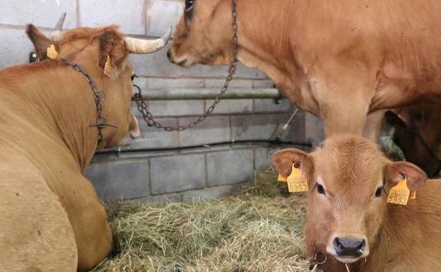 200 reses participarán en el Concurso Regional de Ganado 'Asturiana de los Valles' los días 25 y 26 de septiembre