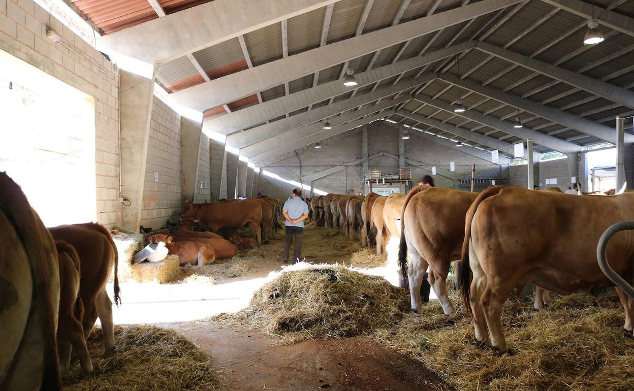 56 ganaderías asturianas participan en el Concurso Regional de Ganado Vacuno «Asturiana de los Valles» en Belmonte de Miranda los días 25 y 26 de septiembre.