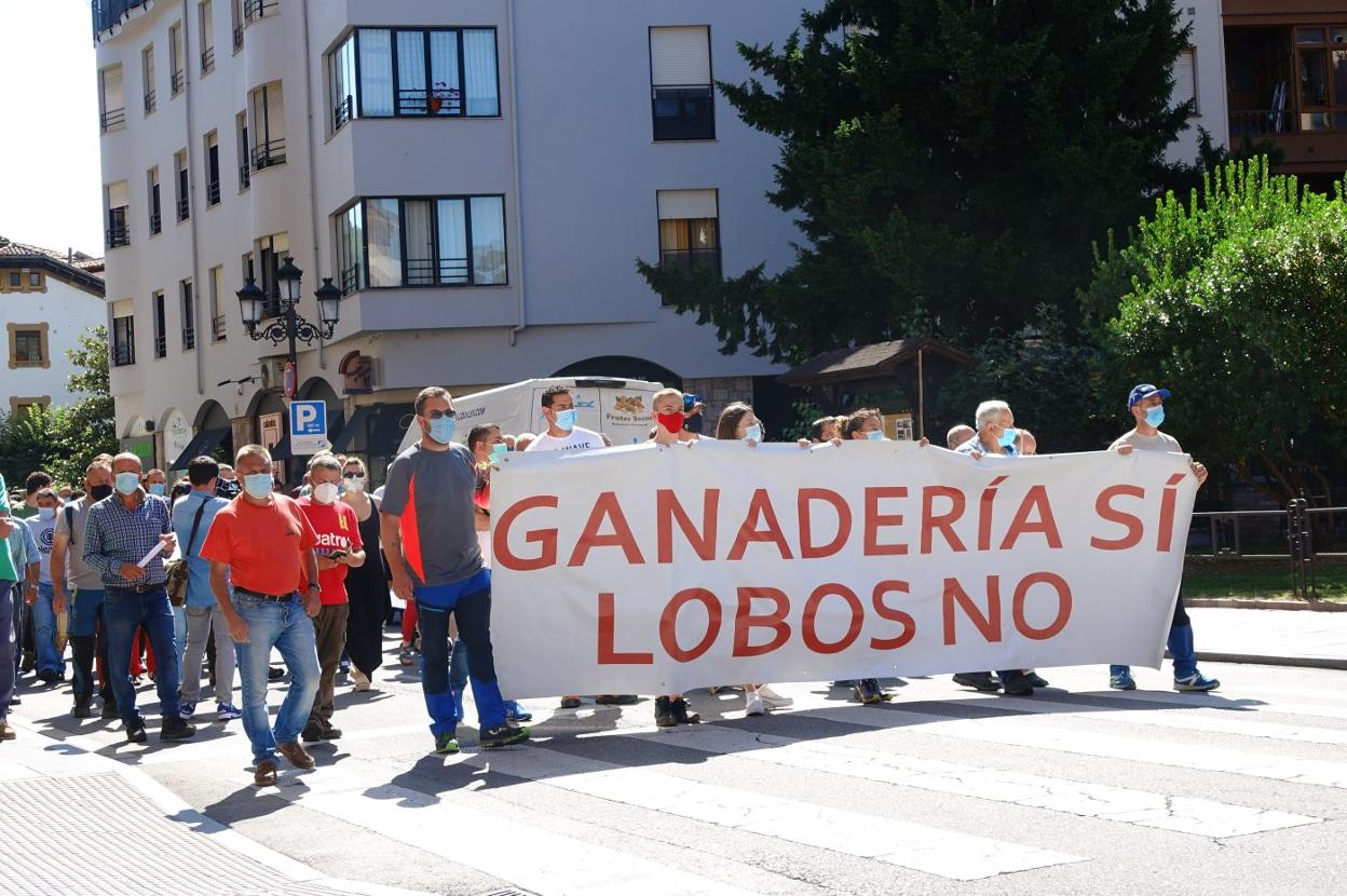 Protesta de ganaderos del oriente de Asturias contra la protección del lobo, especie que desde ayer no se puede cazar en toda España. 