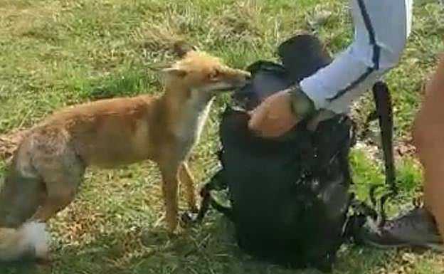 El raposo se acerca a la mochila en busca de comida.